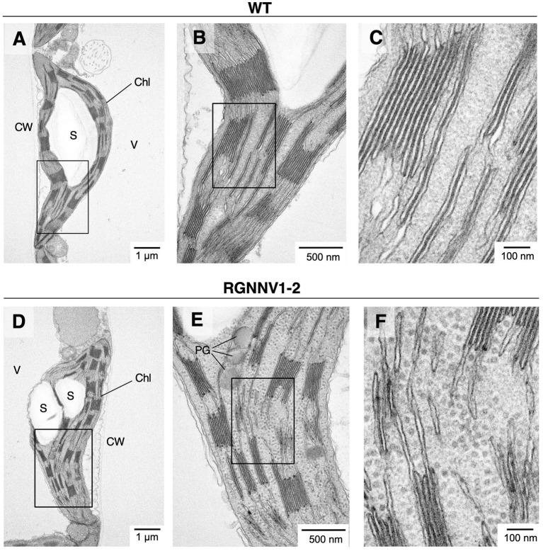 https://cdn.ncbi.nlm.nih.gov/pmc/blobs/bee7/8419230/8a042cadea29/fpls-12-717952-g006.jpg