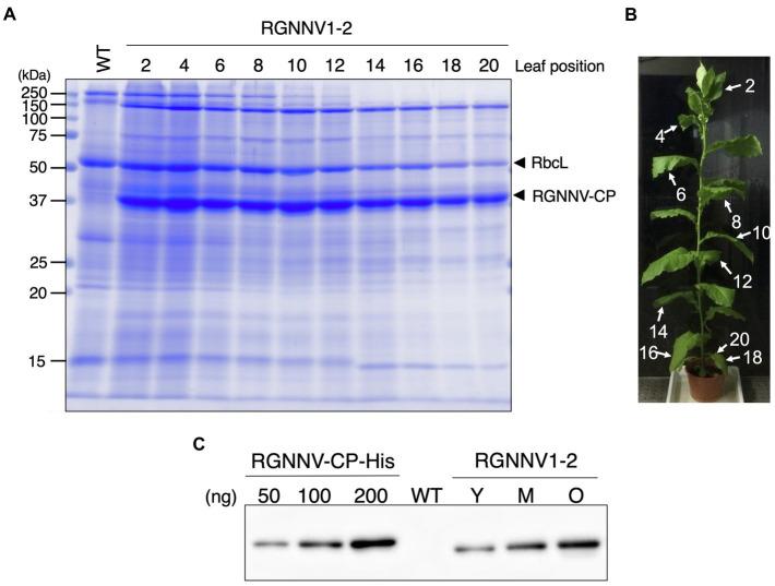 https://cdn.ncbi.nlm.nih.gov/pmc/blobs/bee7/8419230/c86004cd8624/fpls-12-717952-g004.jpg