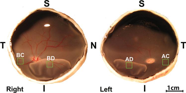 https://cdn.ncbi.nlm.nih.gov/pmc/blobs/bee9/7804129/fd233218cc02/41598_2020_80267_Fig1_HTML.jpg