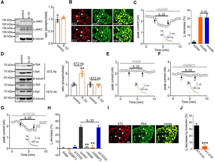 https://cdn.ncbi.nlm.nih.gov/pmc/blobs/beef/8899580/dc4c02f19e3b/thnov12p2232g003.jpg