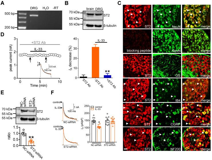 https://cdn.ncbi.nlm.nih.gov/pmc/blobs/beef/8899580/e2e682a53051/thnov12p2232g002.jpg