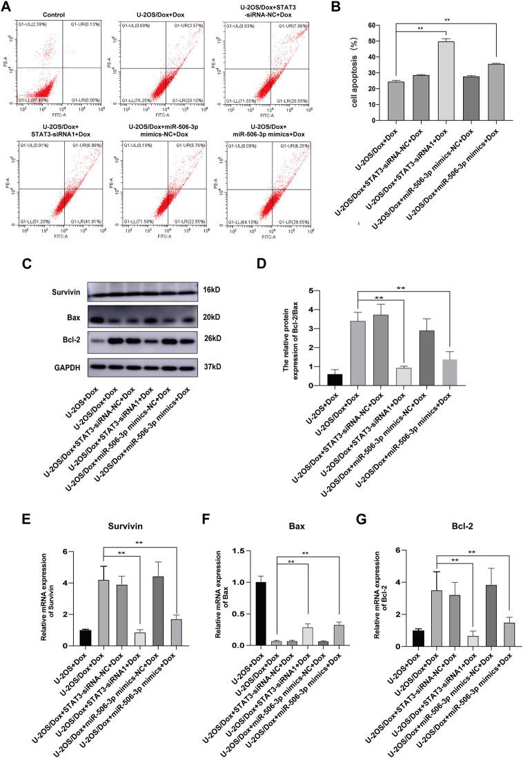 https://cdn.ncbi.nlm.nih.gov/pmc/blobs/bef3/10899521/79a964567b34/fphar-15-1303732-g011.jpg