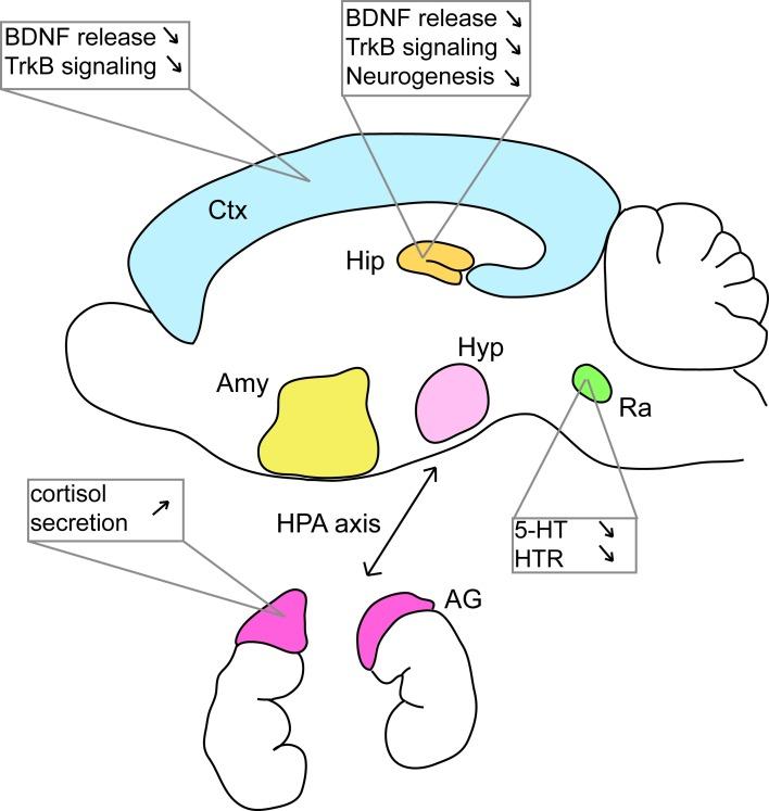 https://cdn.ncbi.nlm.nih.gov/pmc/blobs/bef4/4005937/14fcd7d27d92/fnbeh-08-00135-g0002.jpg