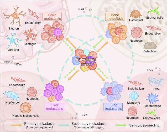 https://cdn.ncbi.nlm.nih.gov/pmc/blobs/befc/11842613/23746f0ad527/41392_2025_2148_Fig2_HTML.jpg