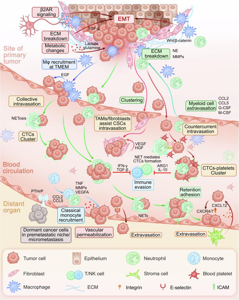 https://cdn.ncbi.nlm.nih.gov/pmc/blobs/befc/11842613/ae0250c5b81c/41392_2025_2148_Fig3_HTML.jpg