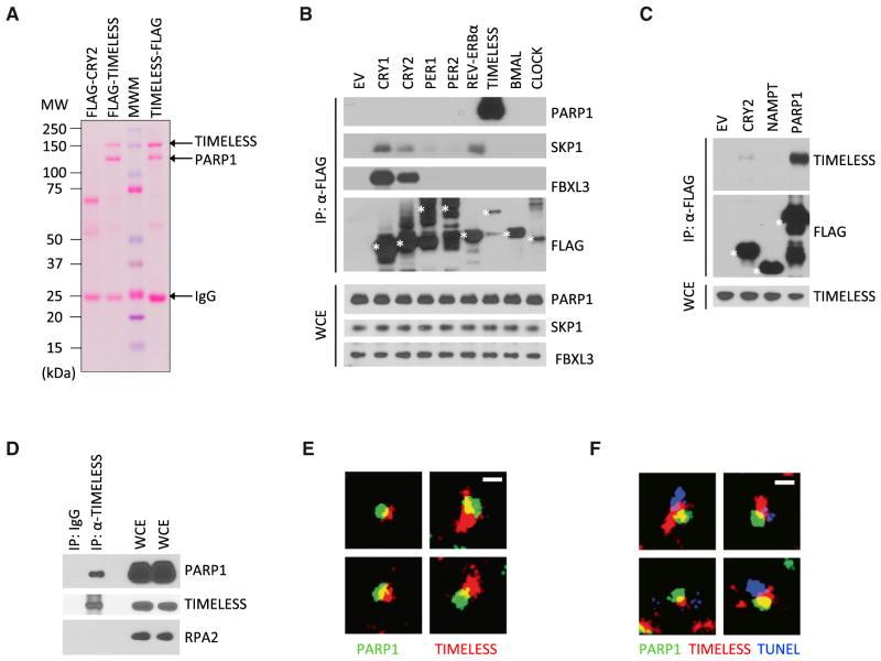https://cdn.ncbi.nlm.nih.gov/pmc/blobs/bf02/4618055/d53269b30dc1/nihms722509f1.jpg