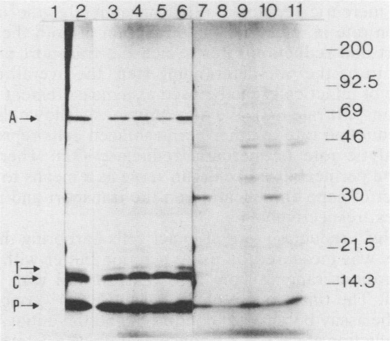 https://cdn.ncbi.nlm.nih.gov/pmc/blobs/bf0d/184012/ff4bd5106374/aem00065-0172-a.jpg