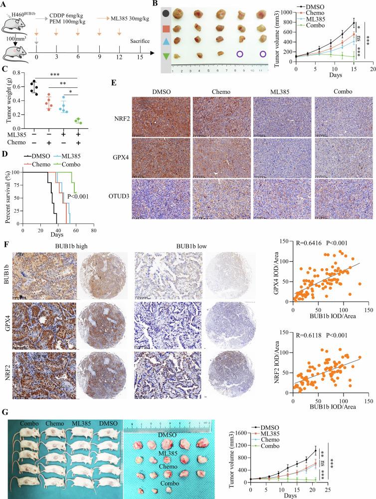 https://cdn.ncbi.nlm.nih.gov/pmc/blobs/bf0e/11266579/5fd79e3649c0/41419_2024_6914_Fig6_HTML.jpg