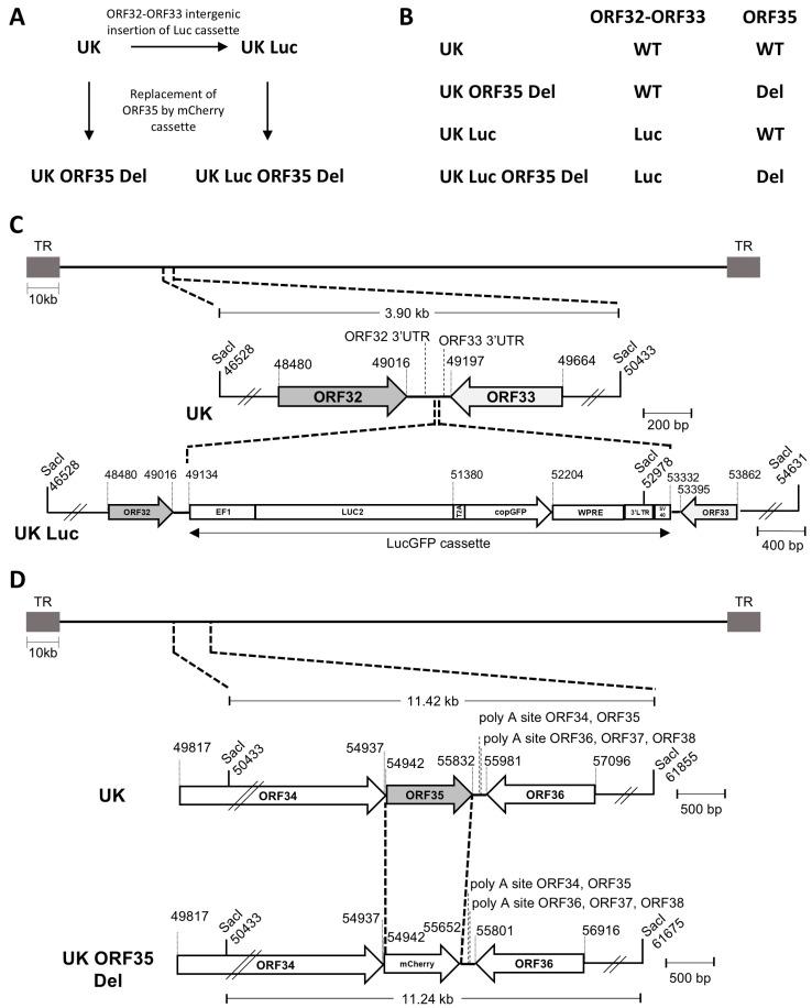 https://cdn.ncbi.nlm.nih.gov/pmc/blobs/bf13/11728778/21410ee1bb5d/vaccines-12-01423-g001.jpg