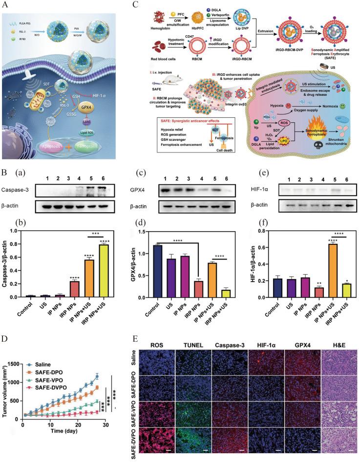 https://cdn.ncbi.nlm.nih.gov/pmc/blobs/bf13/11978163/3e871d9b9df7/12951_2025_3311_Fig9_HTML.jpg