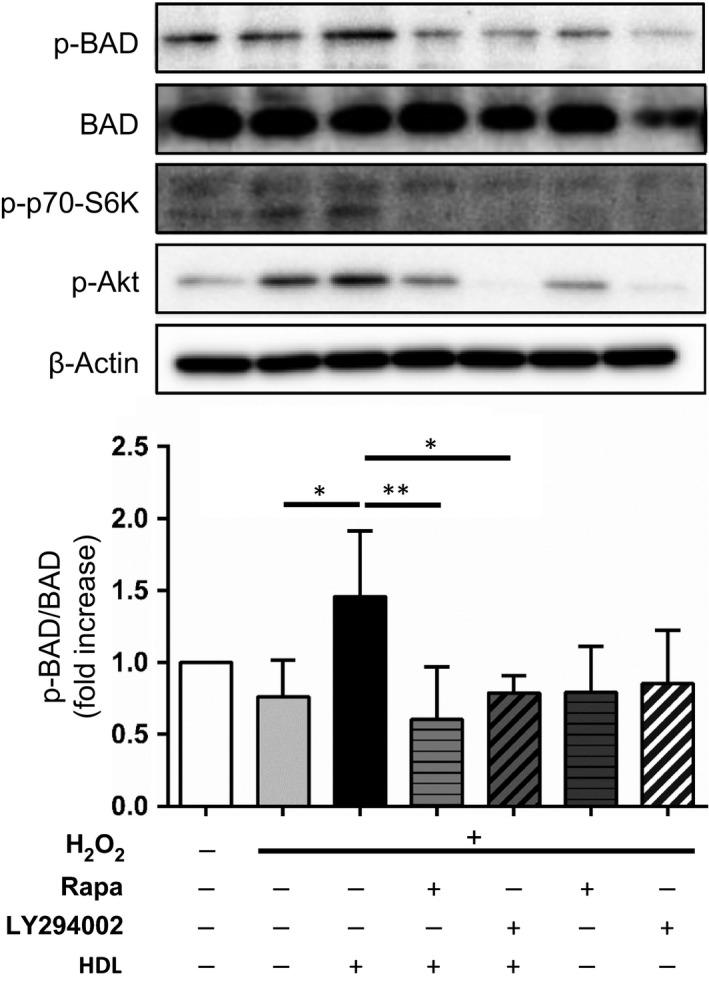 https://cdn.ncbi.nlm.nih.gov/pmc/blobs/bf14/5586351/6bef4da4a2b7/FEB4-7-1402-g005.jpg