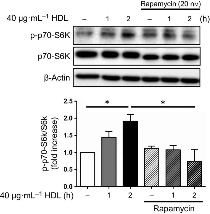 https://cdn.ncbi.nlm.nih.gov/pmc/blobs/bf14/5586351/8c236181bd7f/FEB4-7-1402-g004.jpg