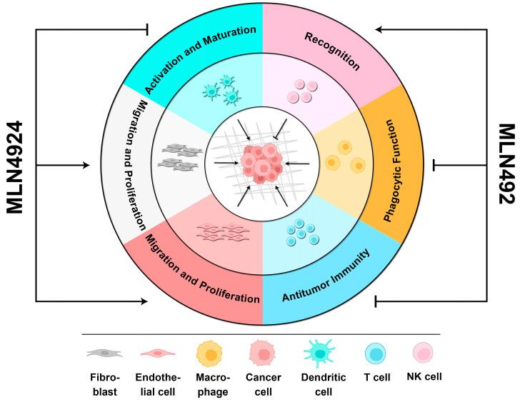 https://cdn.ncbi.nlm.nih.gov/pmc/blobs/bf17/11274557/599d3f274f31/biomolecules-14-00738-g003.jpg
