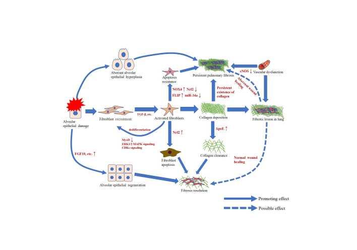 https://cdn.ncbi.nlm.nih.gov/pmc/blobs/bf17/8782547/47d83322c514/ad-13-1-73-g1.jpg