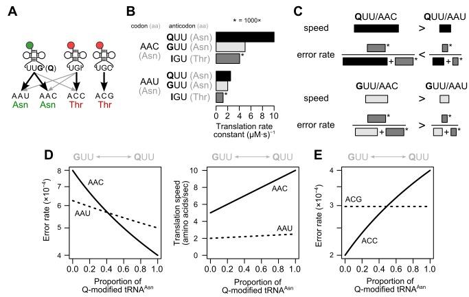 https://cdn.ncbi.nlm.nih.gov/pmc/blobs/bf19/4260829/d263e84b2369/pbio.1002015.g005.jpg