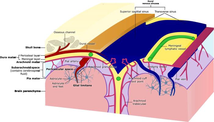 https://cdn.ncbi.nlm.nih.gov/pmc/blobs/bf1f/11813769/1a1ce1cf2e3b/fimmu-16-1531068-g001.jpg