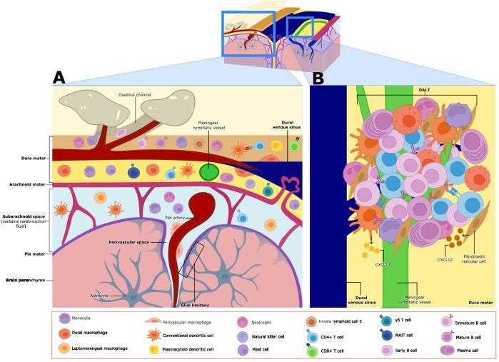 https://cdn.ncbi.nlm.nih.gov/pmc/blobs/bf1f/11813769/45b302993e0c/fimmu-16-1531068-g002.jpg