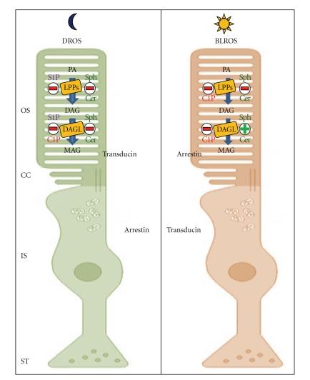 https://cdn.ncbi.nlm.nih.gov/pmc/blobs/bf21/3068476/3325063b7fc3/JL2011-342576.002.jpg