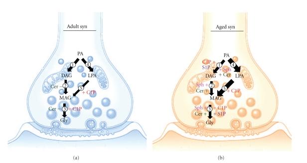 https://cdn.ncbi.nlm.nih.gov/pmc/blobs/bf21/3068476/a58f9173d419/JL2011-342576.003.jpg