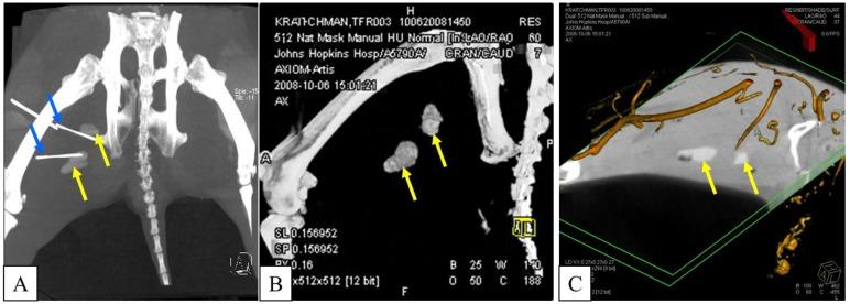 https://cdn.ncbi.nlm.nih.gov/pmc/blobs/bf23/3879108/812e194a441e/thnov03p0916g007.jpg
