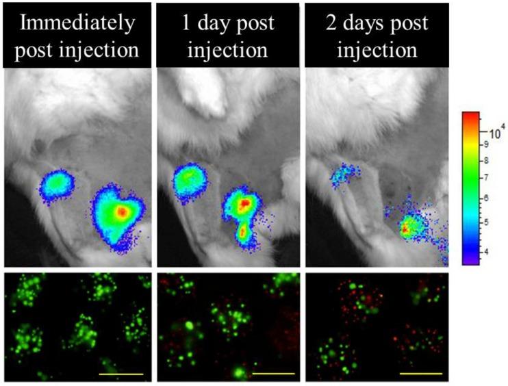 https://cdn.ncbi.nlm.nih.gov/pmc/blobs/bf23/3879108/f90c91697216/thnov03p0916g009.jpg