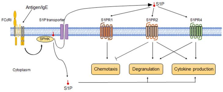 https://cdn.ncbi.nlm.nih.gov/pmc/blobs/bf24/9219813/9b91815f485d/biology-11-00809-g004.jpg