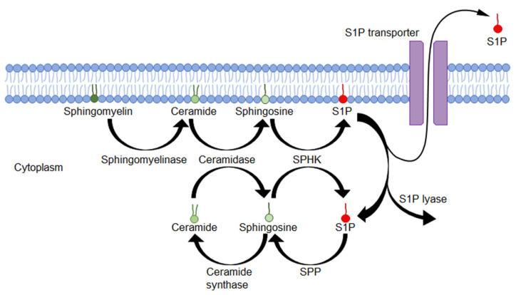 https://cdn.ncbi.nlm.nih.gov/pmc/blobs/bf24/9219813/dc1d14a9e4bc/biology-11-00809-g001.jpg