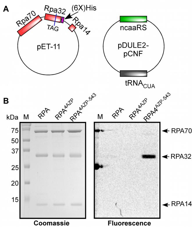 https://cdn.ncbi.nlm.nih.gov/pmc/blobs/bf25/5766198/ee7fbe89d264/gkx598fig2.jpg
