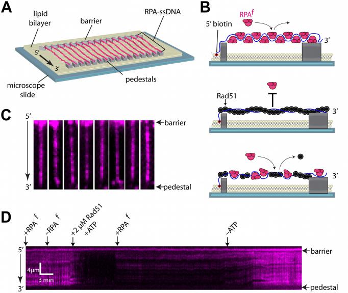 https://cdn.ncbi.nlm.nih.gov/pmc/blobs/bf25/5766198/f13355e51761/gkx598fig7.jpg