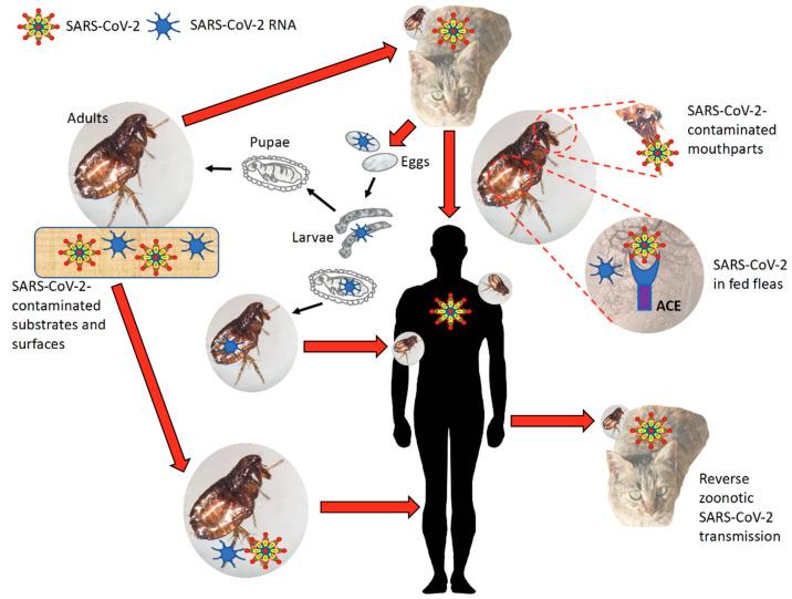 https://cdn.ncbi.nlm.nih.gov/pmc/blobs/bf28/8073597/6c83932d1f8b/viruses-13-00708-g007.jpg