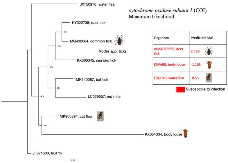 https://cdn.ncbi.nlm.nih.gov/pmc/blobs/bf28/8073597/d152bbcb270c/viruses-13-00708-g005.jpg