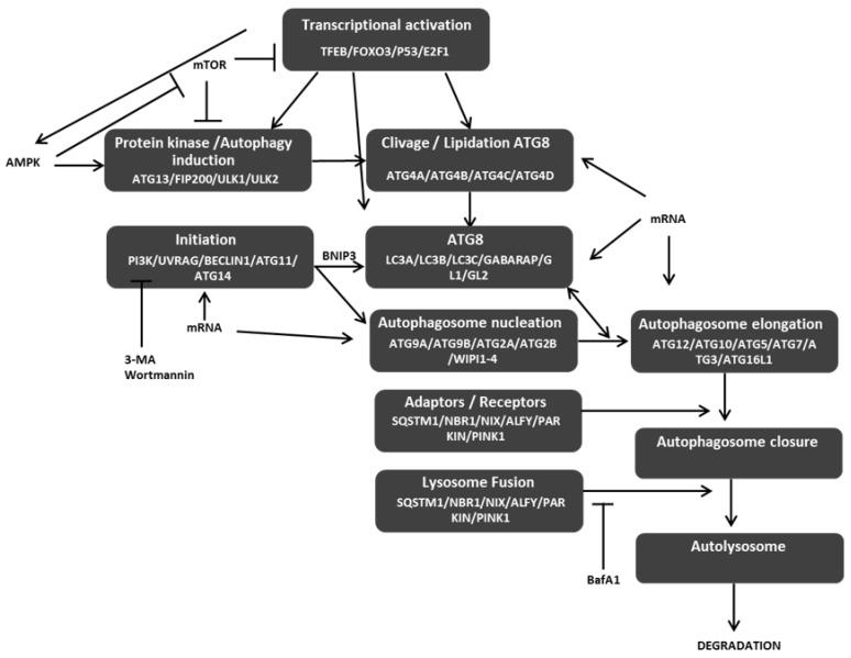 https://cdn.ncbi.nlm.nih.gov/pmc/blobs/bf2a/6952790/54aac3d017bb/cells-08-01656-g001.jpg