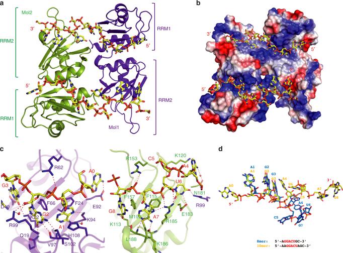https://cdn.ncbi.nlm.nih.gov/pmc/blobs/bf2d/5789076/927f25f2ce22/41467_2017_2770_Fig2_HTML.jpg