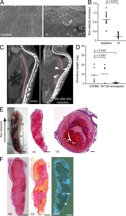 https://cdn.ncbi.nlm.nih.gov/pmc/blobs/bf2e/3328366/525788af2369/JEM_20112322_Fig1.jpg