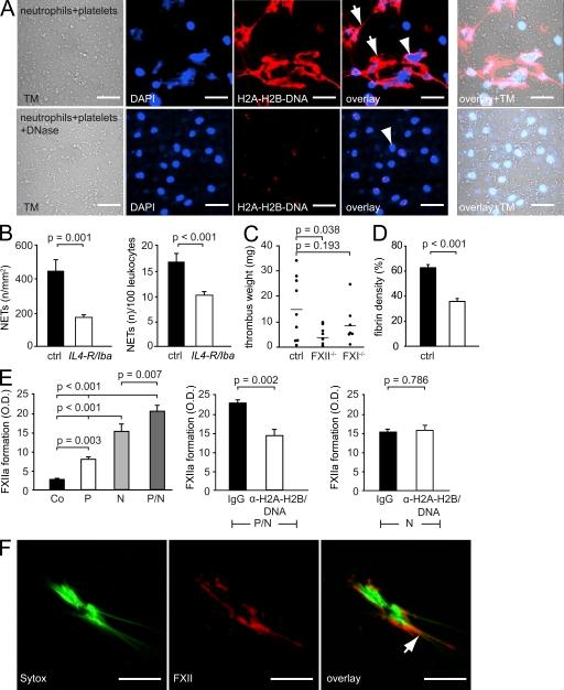 https://cdn.ncbi.nlm.nih.gov/pmc/blobs/bf2e/3328366/68eadd7b5133/JEM_20112322_Fig8.jpg