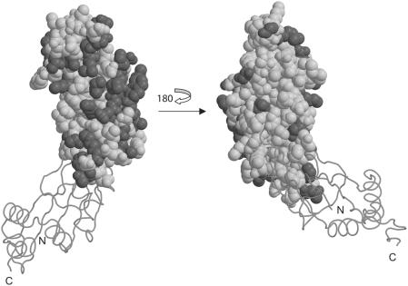 https://cdn.ncbi.nlm.nih.gov/pmc/blobs/bf31/2596488/e8b156ecb409/pone.0003903.g005.jpg