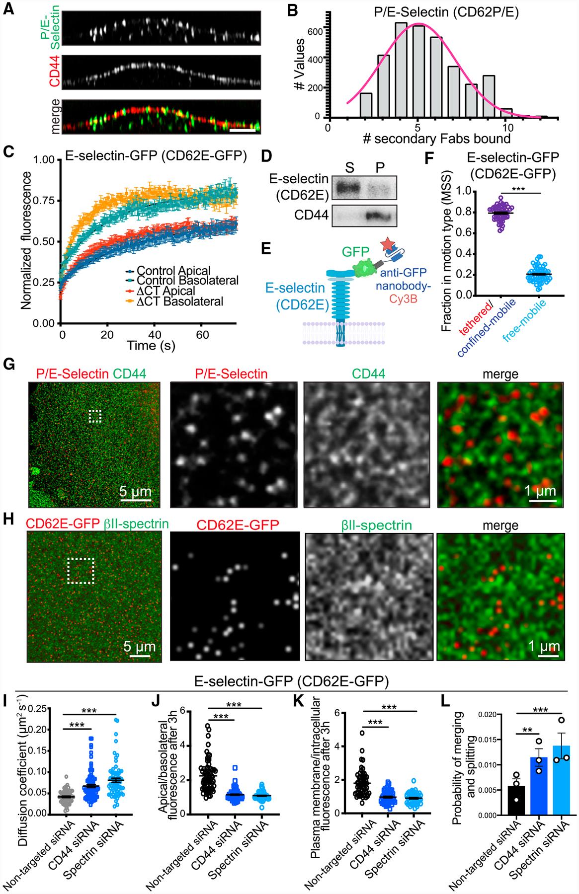 https://cdn.ncbi.nlm.nih.gov/pmc/blobs/bf33/7548125/1b913da8b05c/nihms-1633236-f0006.jpg