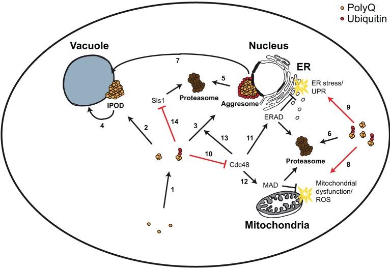https://cdn.ncbi.nlm.nih.gov/pmc/blobs/bf35/4357299/6b6ae5df177d/fnmol-08-00008-g0002.jpg