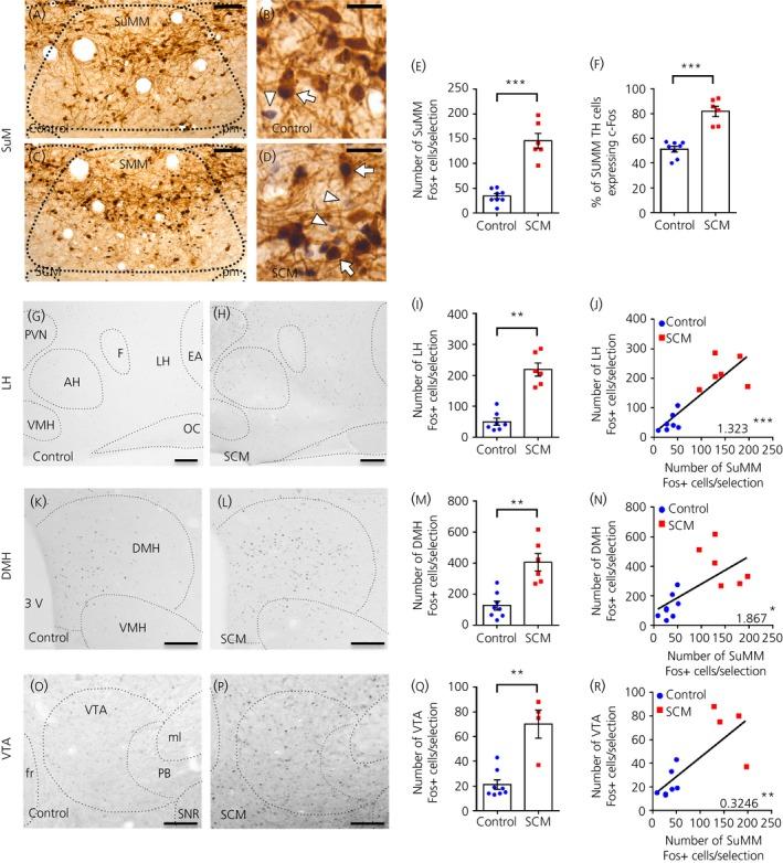 https://cdn.ncbi.nlm.nih.gov/pmc/blobs/bf37/7065010/959c64f0f8dc/JNE-32-e12829-g001.jpg