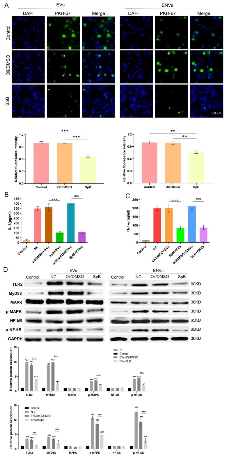 https://cdn.ncbi.nlm.nih.gov/pmc/blobs/bf38/11657701/64b874708bba/12951_2024_3001_Fig5_HTML.jpg