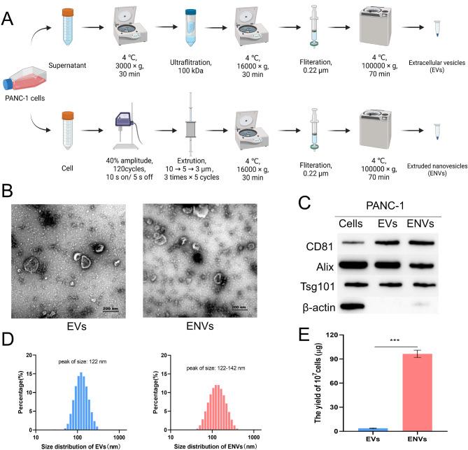https://cdn.ncbi.nlm.nih.gov/pmc/blobs/bf38/11657701/94179a79883d/12951_2024_3001_Fig1_HTML.jpg