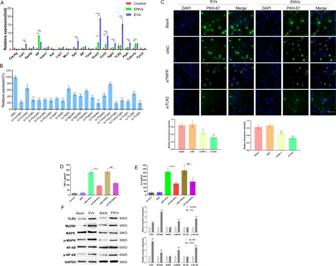 https://cdn.ncbi.nlm.nih.gov/pmc/blobs/bf38/11657701/bb21d7b22e55/12951_2024_3001_Fig4_HTML.jpg