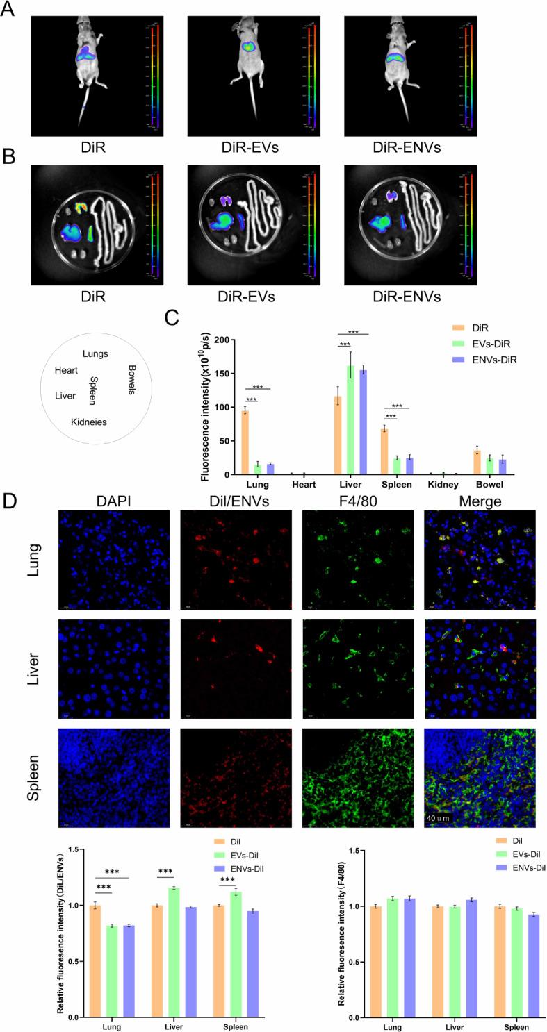 https://cdn.ncbi.nlm.nih.gov/pmc/blobs/bf38/11657701/eb011e44b37c/12951_2024_3001_Fig2_HTML.jpg