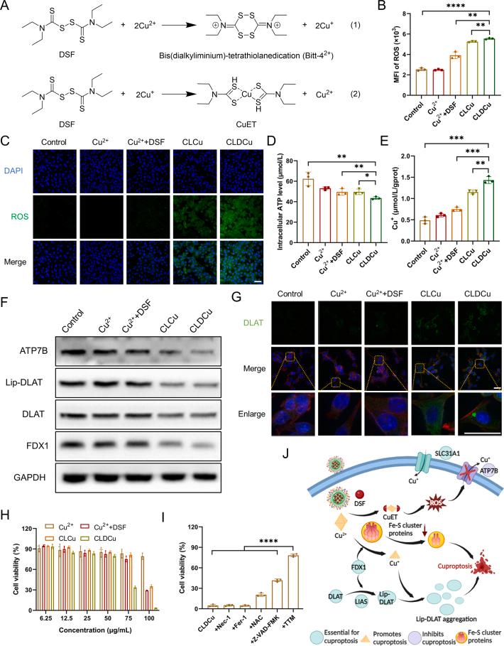 https://cdn.ncbi.nlm.nih.gov/pmc/blobs/bf3b/11365430/d4437e31900f/gr3.jpg