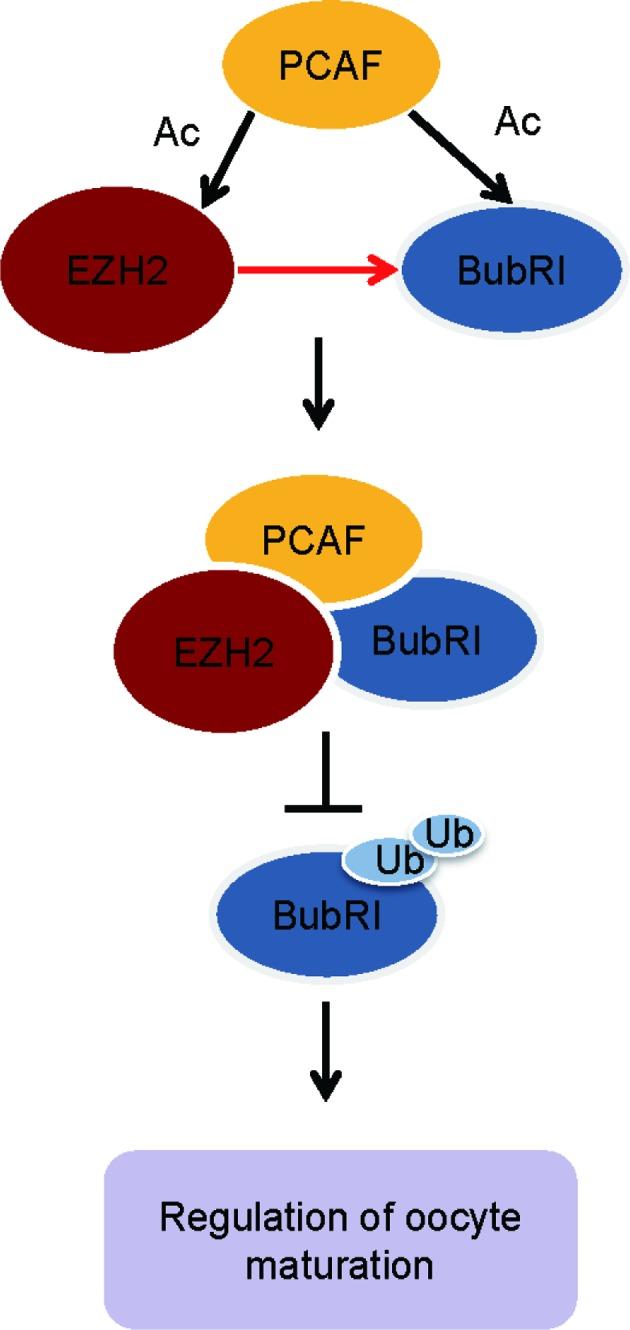 https://cdn.ncbi.nlm.nih.gov/pmc/blobs/bf3b/5027481/1a151104856f/gkw463fig7.jpg