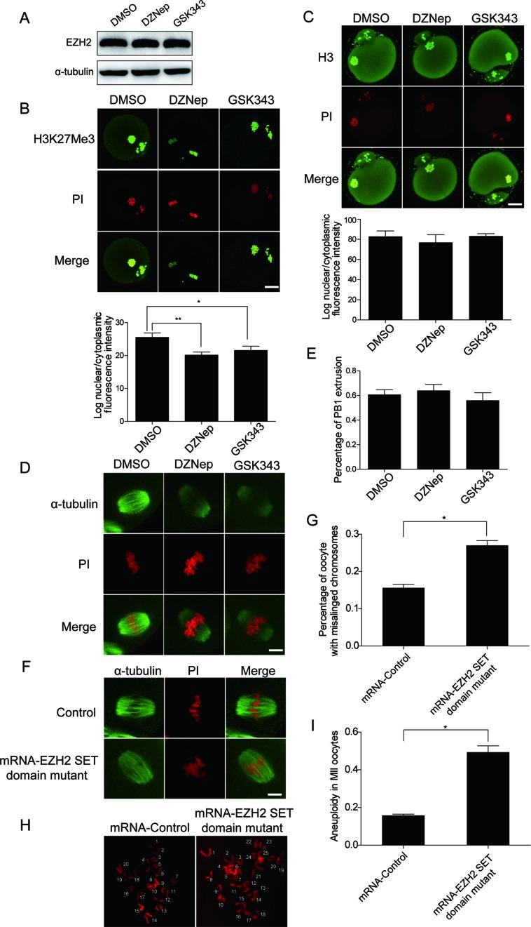 https://cdn.ncbi.nlm.nih.gov/pmc/blobs/bf3b/5027481/cc5517436f49/gkw463fig4.jpg