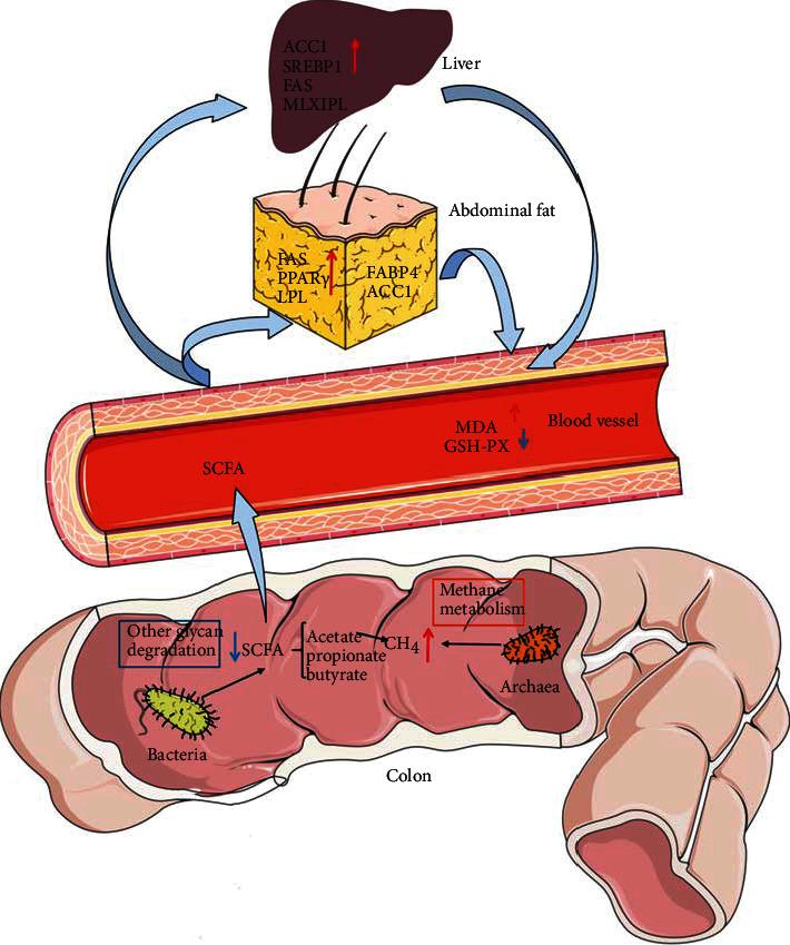 https://cdn.ncbi.nlm.nih.gov/pmc/blobs/bf3b/8800603/8cabbf23dd70/OMCL2022-1098892.008.jpg