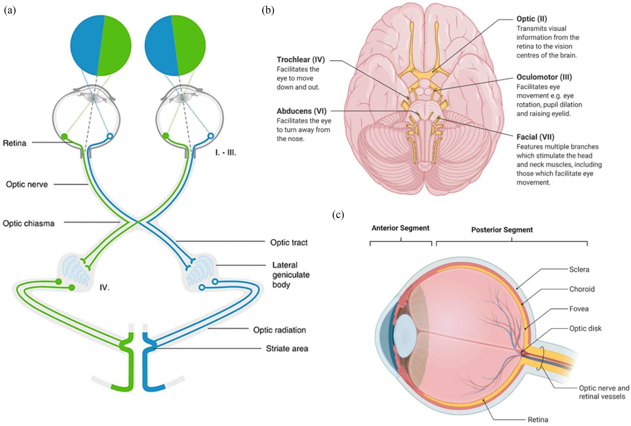 https://cdn.ncbi.nlm.nih.gov/pmc/blobs/bf3b/9888755/a630cfedc7fd/oppen2-3161352.jpg