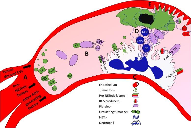 https://cdn.ncbi.nlm.nih.gov/pmc/blobs/bf40/6921561/79f96480961b/13058_2019_1237_Fig1_HTML.jpg
