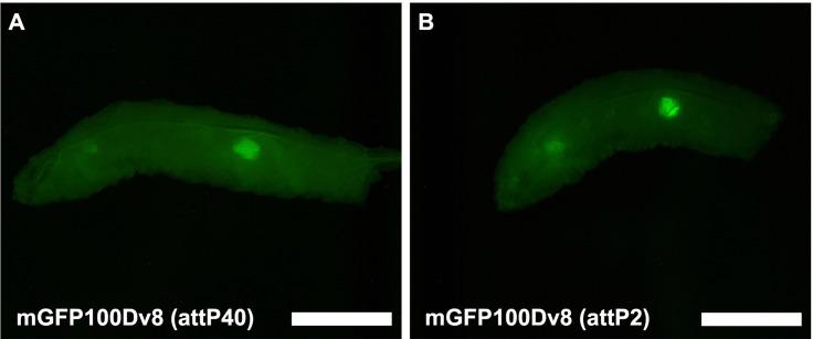 https://cdn.ncbi.nlm.nih.gov/pmc/blobs/bf41/9116940/1dd6a5deff65/elife-76893-fig3-figsupp3.jpg